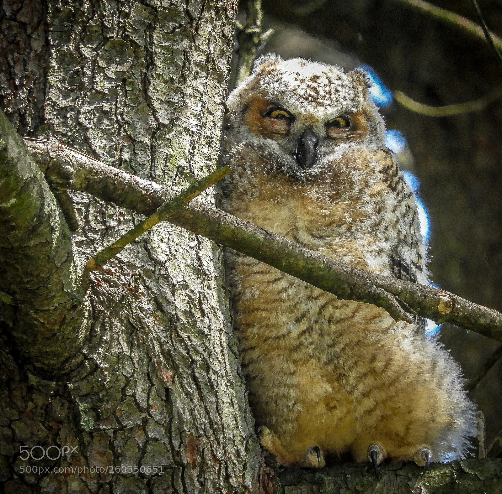Nikon Coolpix B700 sample photo. Great horned baby photography