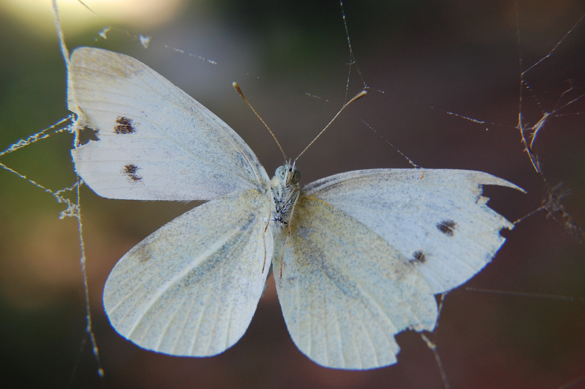 Nikon D40 sample photo. Ensnared photography