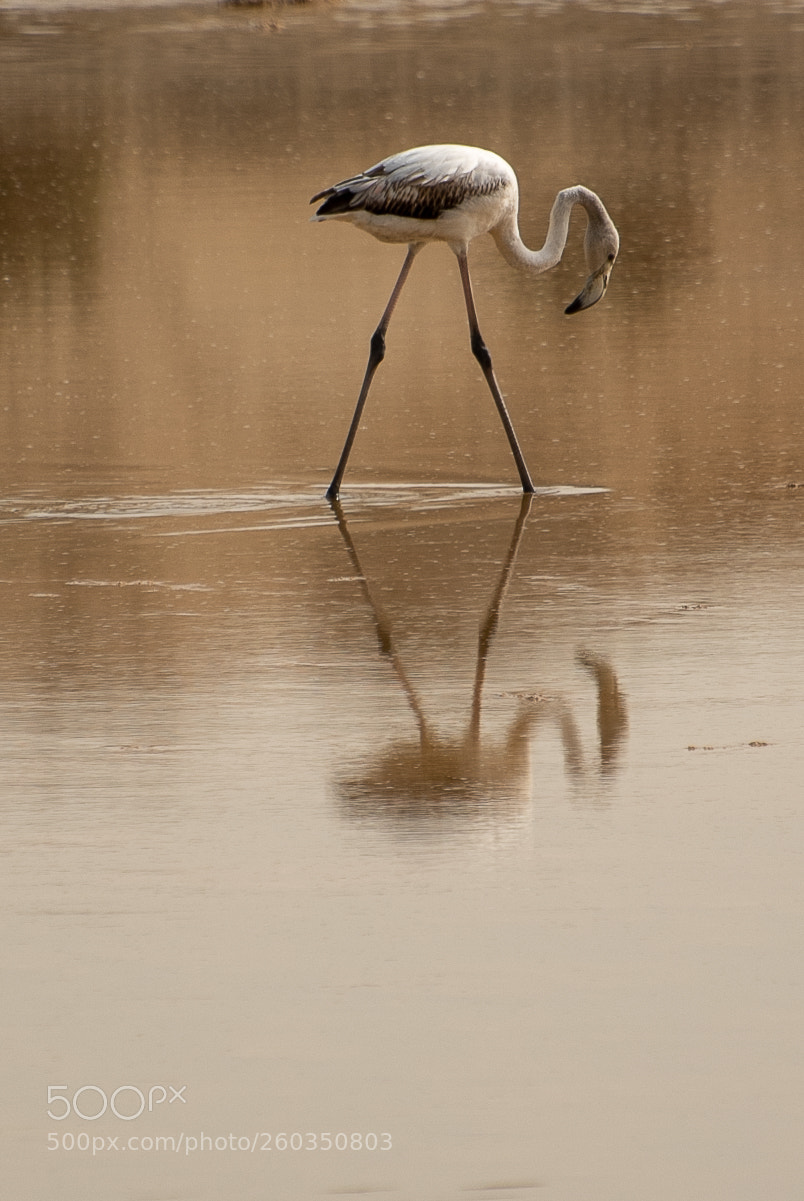 Nikon D810 sample photo. Flamingo photography