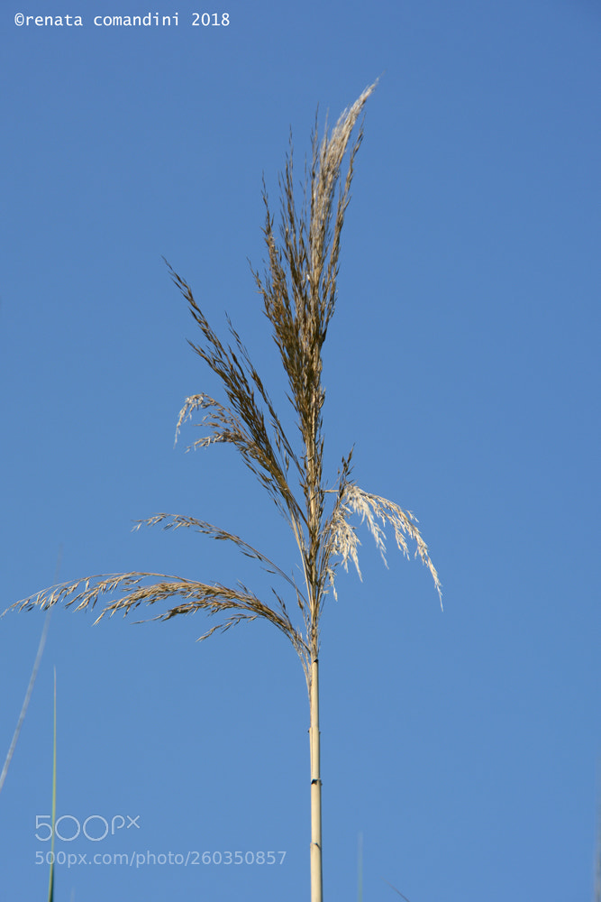Nikon D5200 sample photo. Guardando il cielo photography
