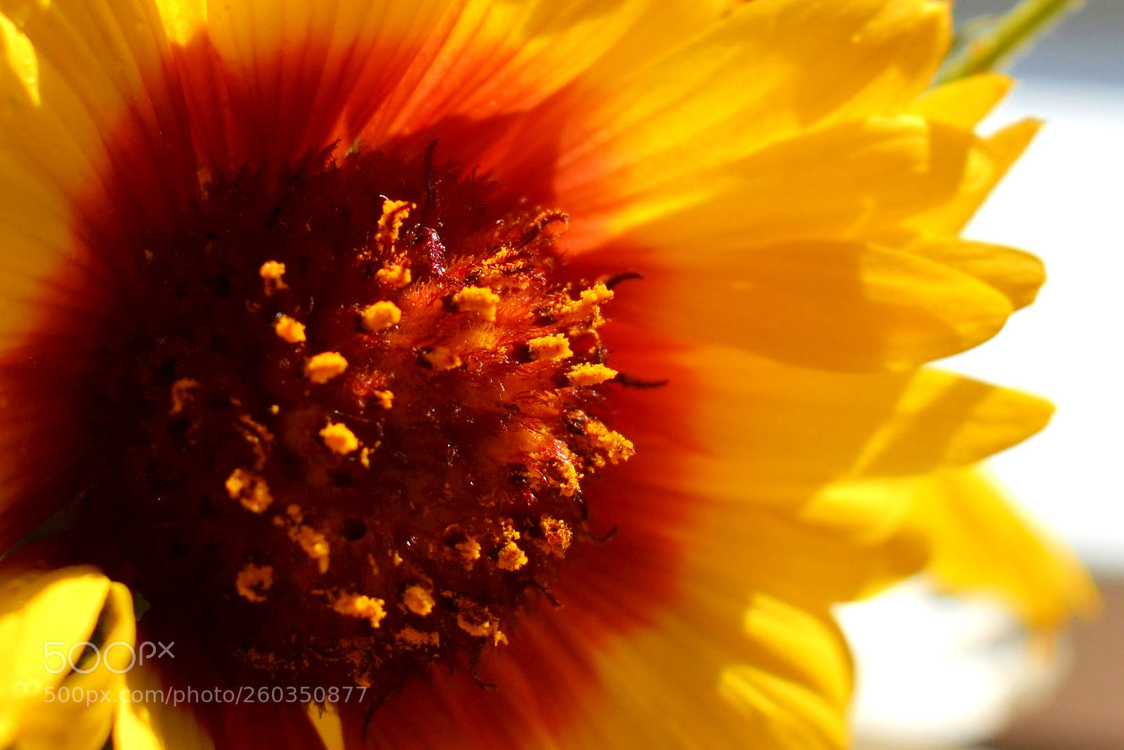 Nikon D3400 sample photo. Flowers pollen photography