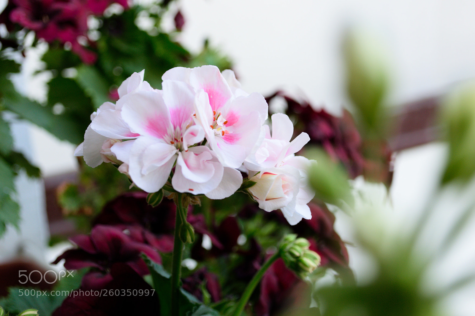 Nikon D3300 sample photo. My cute little plants photography
