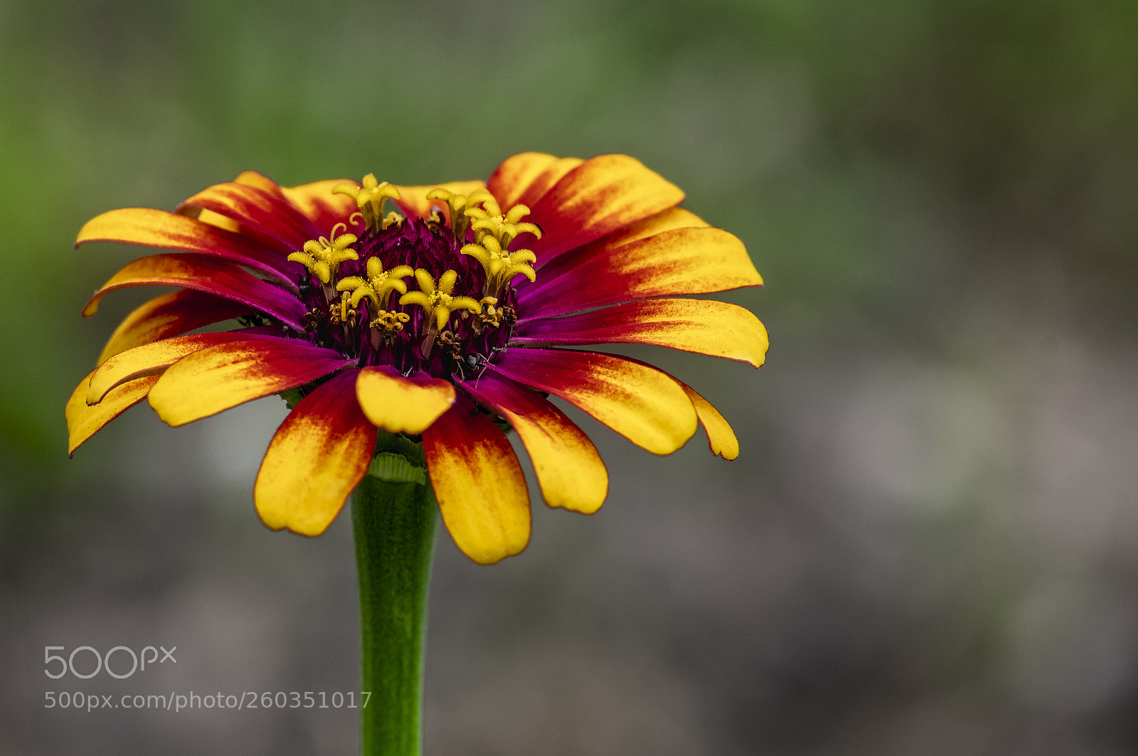 Pentax K-3 sample photo. Colored photography
