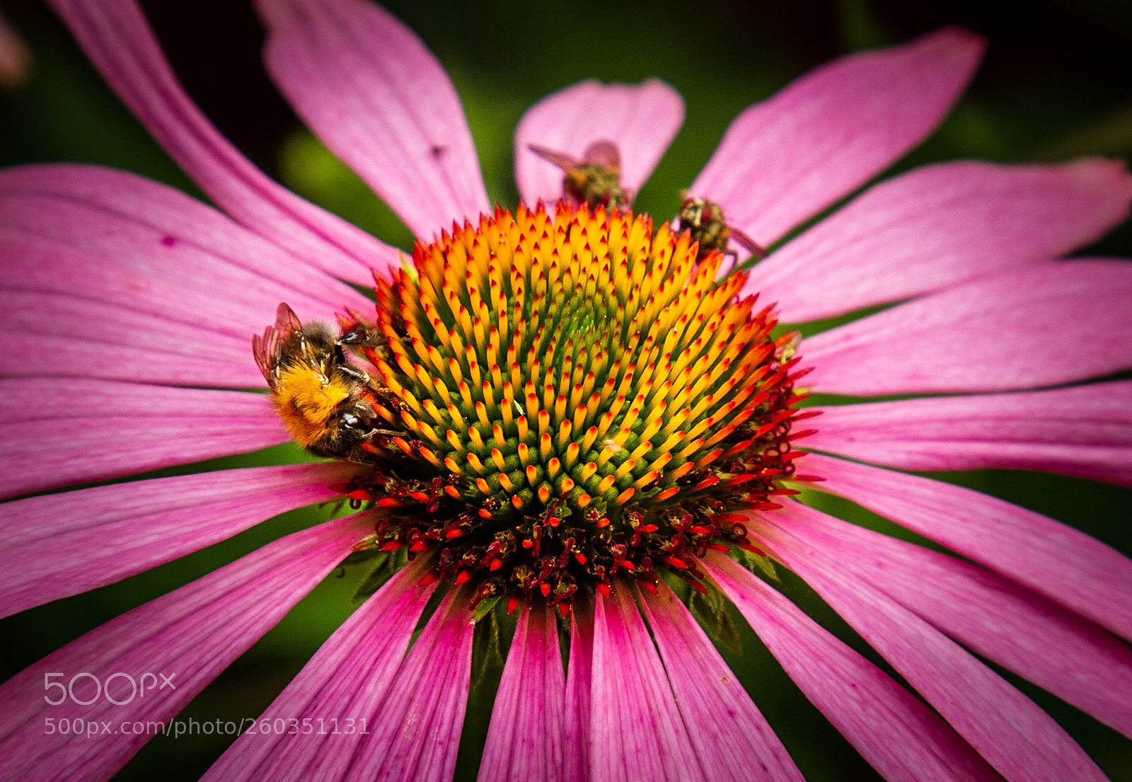 Canon EOS 7D sample photo. Nature  photography