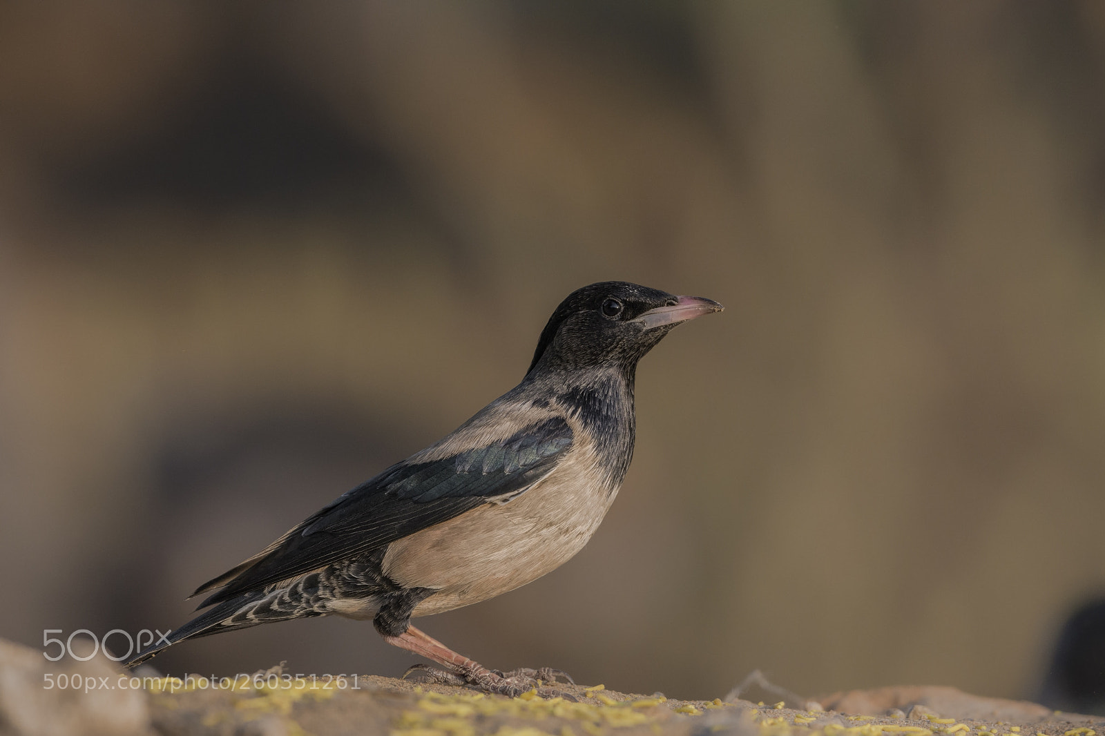 Nikon D7200 sample photo. Rosy starling pastor roseus photography