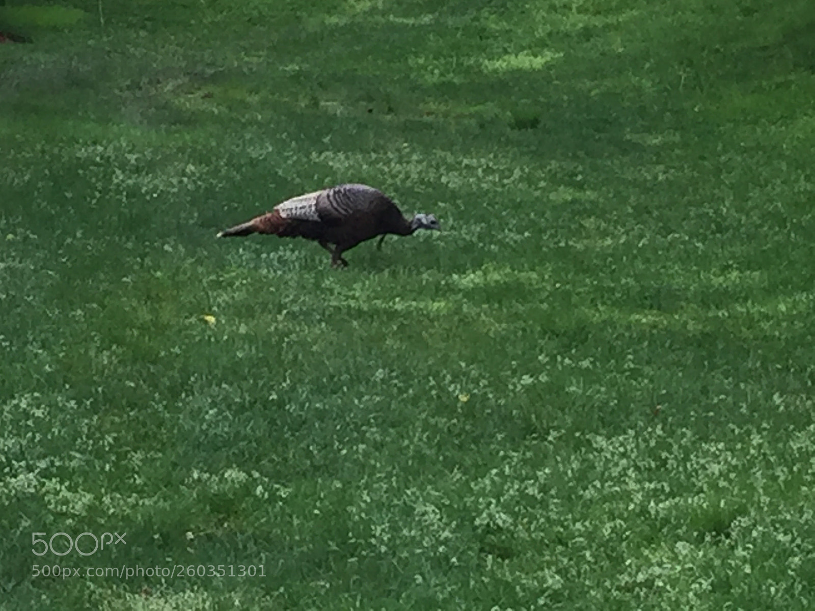 Apple iPhone 6 sample photo. A wild turkey this photography