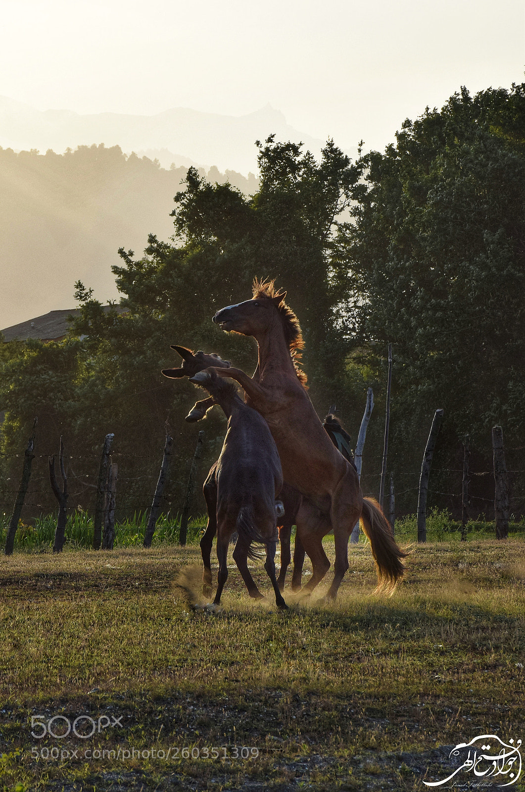 Nikon D5300 sample photo. ?horse photography