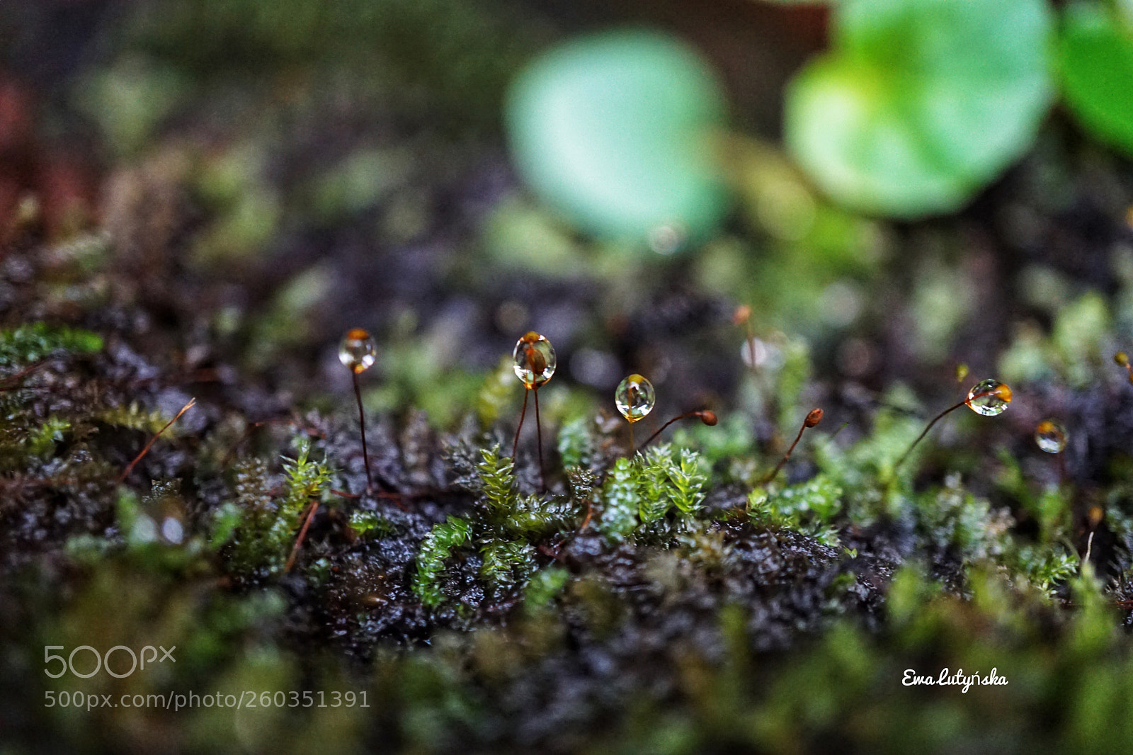 Sony a6000 sample photo. Droplets on moss photography
