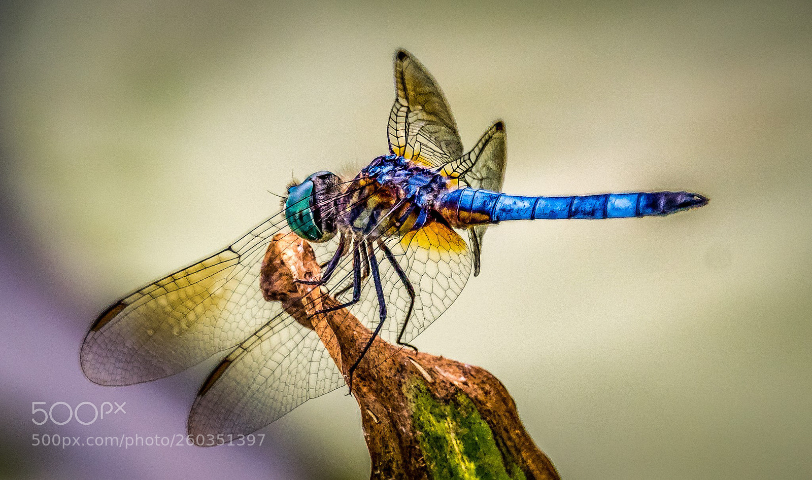 Nikon D500 sample photo. Dragonfly photography