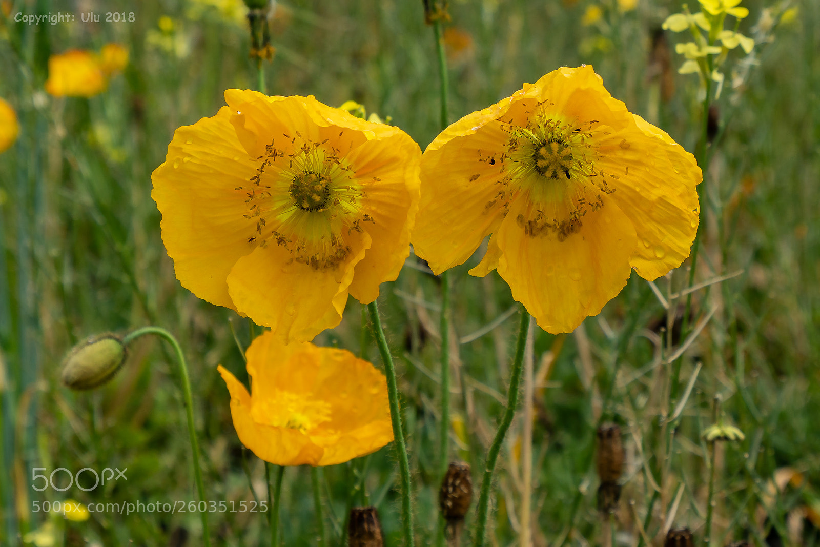 Sony a6300 sample photo. Yellow poppy photography