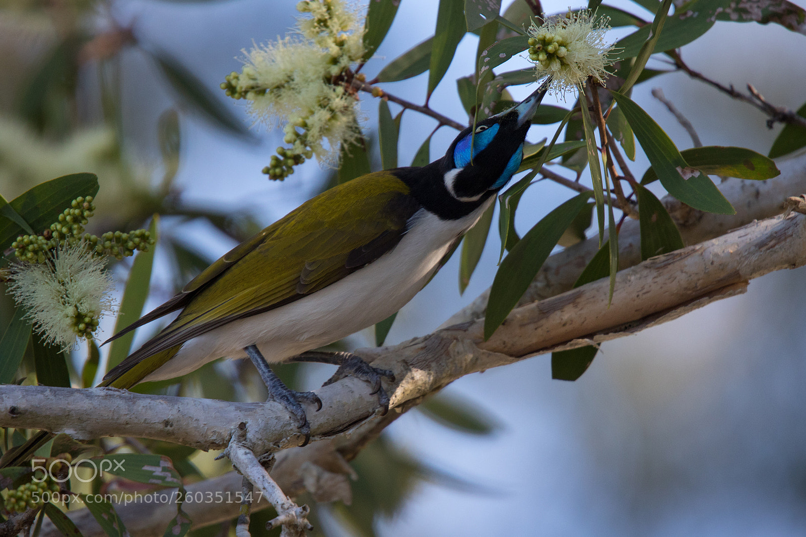 Canon EOS 7D Mark II sample photo. Blue-faced honeyeater photography