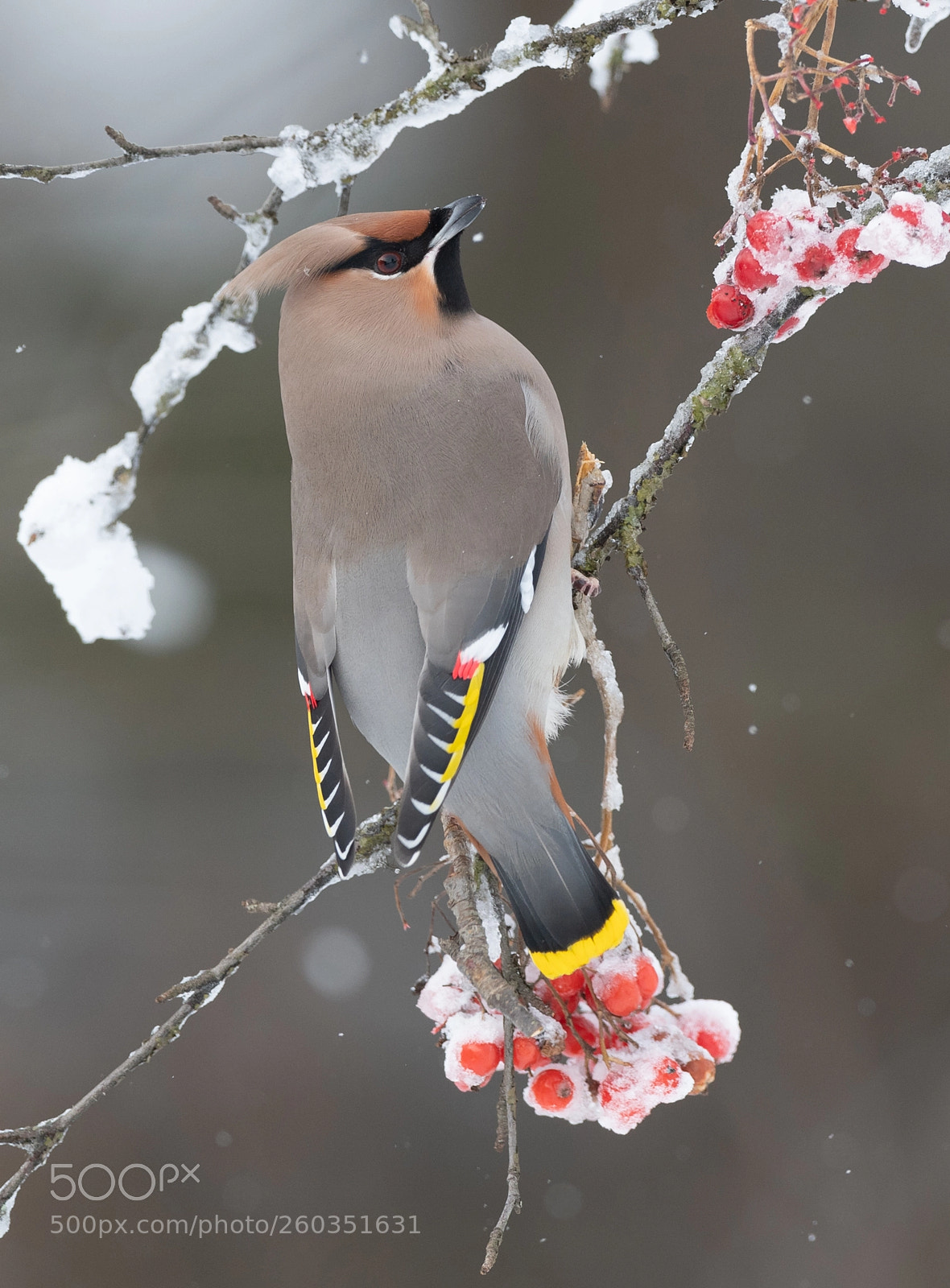 Nikon D5 sample photo. Bohemian waxwing and frozen photography