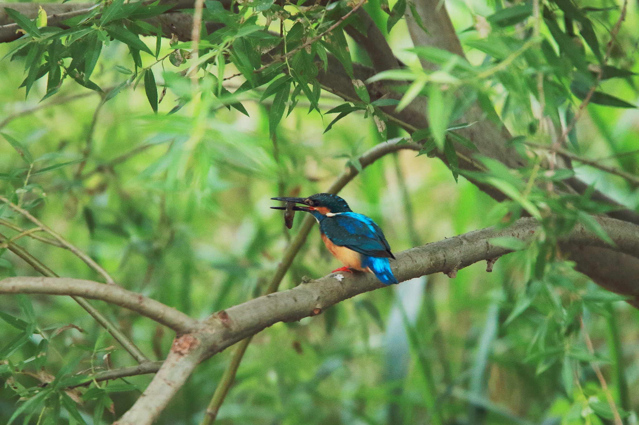Canon EF 400mm F4.0 DO IS USM sample photo