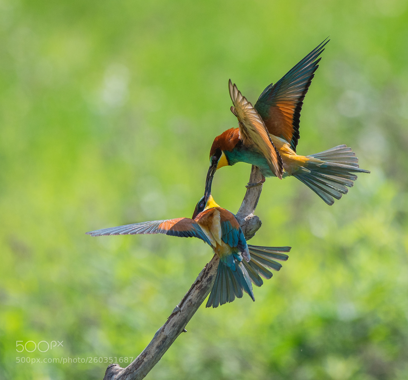 Nikon D500 sample photo. Fighting bee-eaters ii ... photography