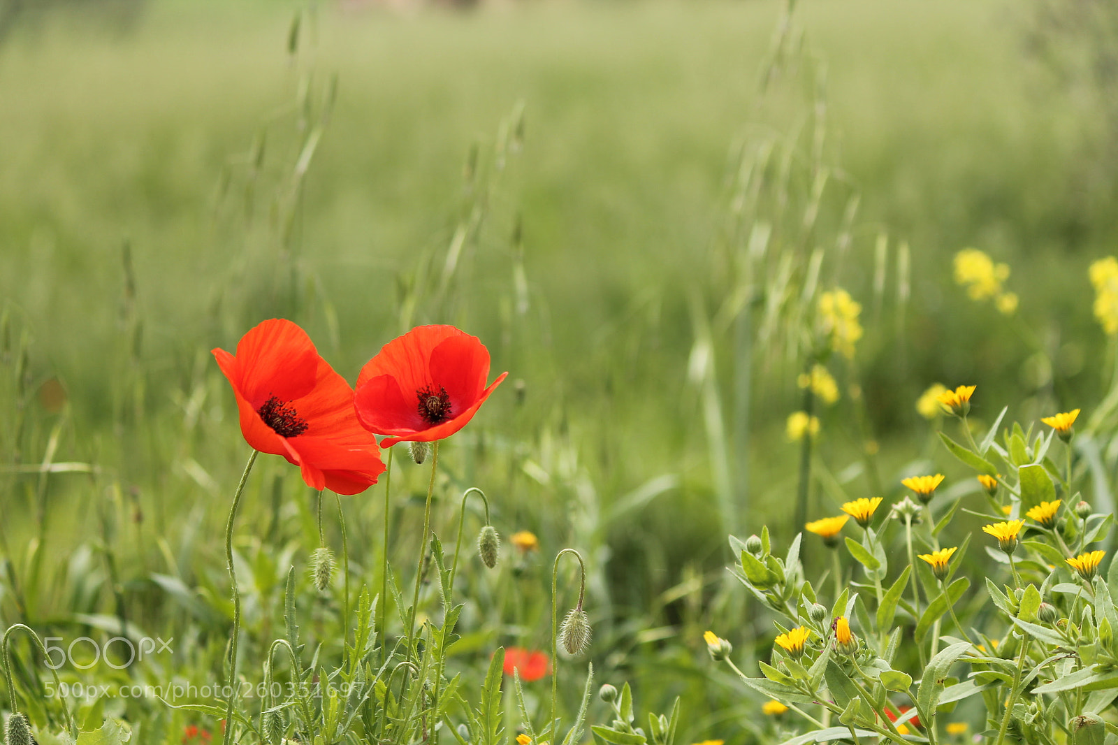 Canon EF-S 55-250mm F4-5.6 IS II sample photo. Poppies photography