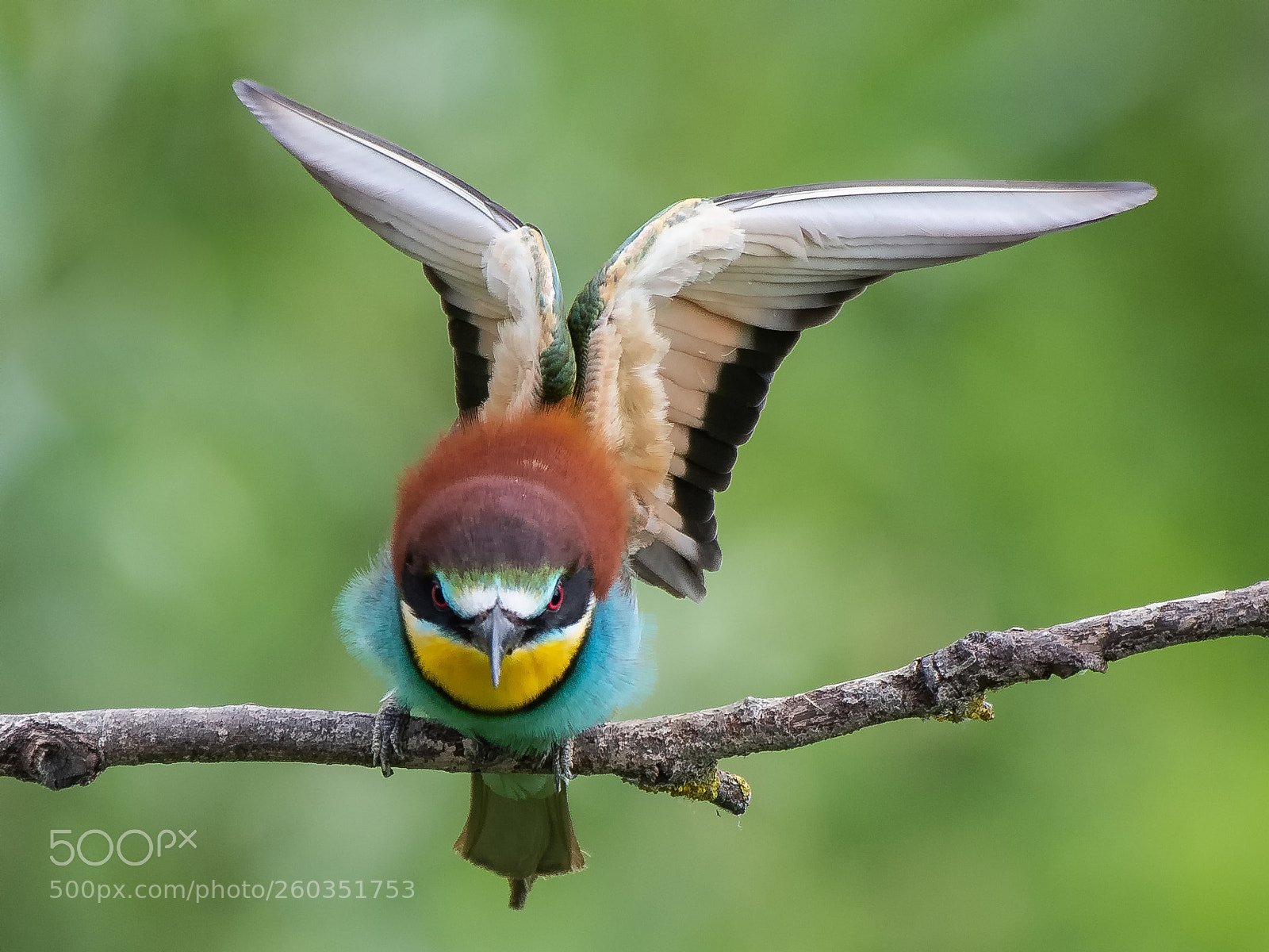 Nikon D500 sample photo. Bee-eaters ... photography