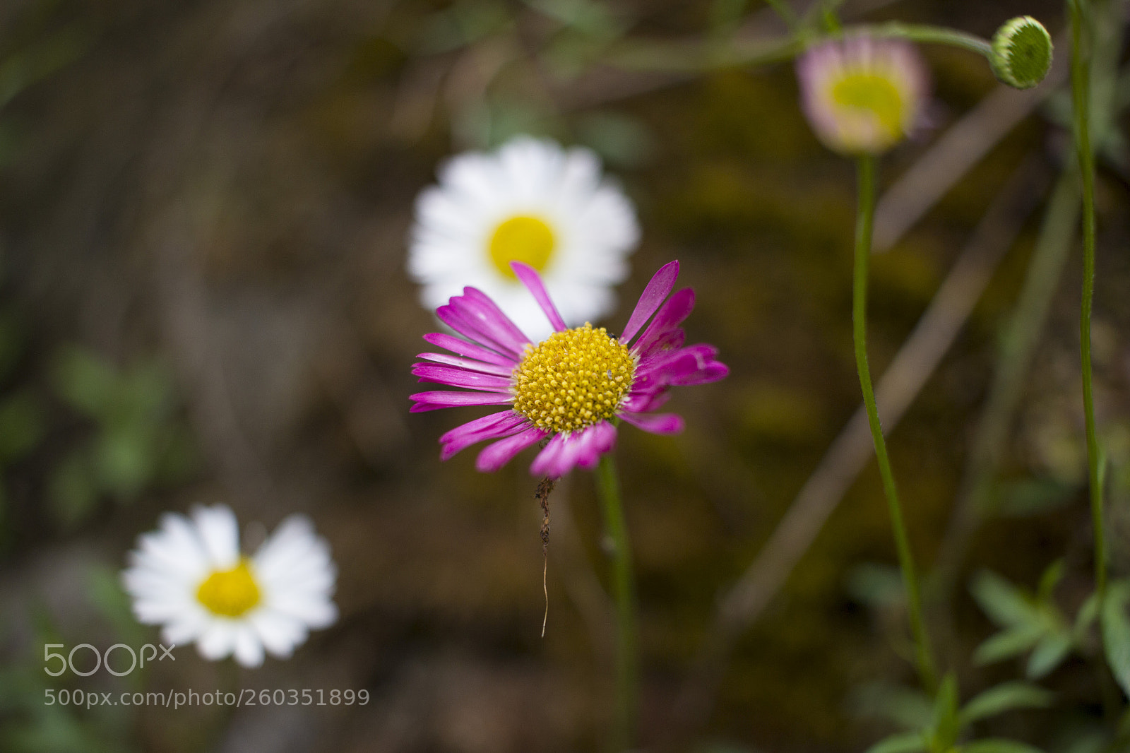 Canon EOS 600D (Rebel EOS T3i / EOS Kiss X5) sample photo. Himalayan flowers photography