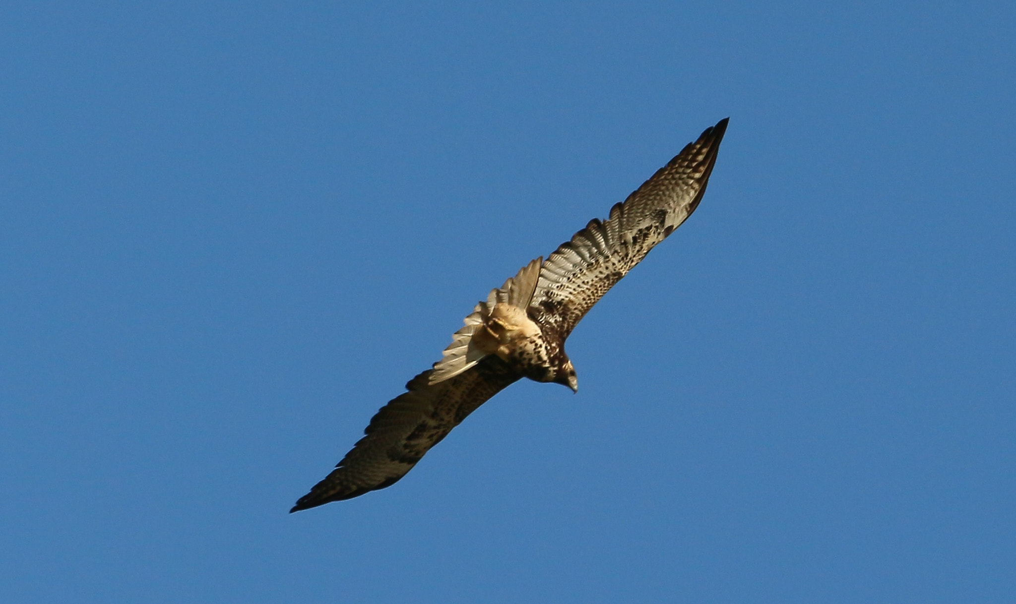 Canon EF-S 55-250mm F4-5.6 IS STM sample photo
