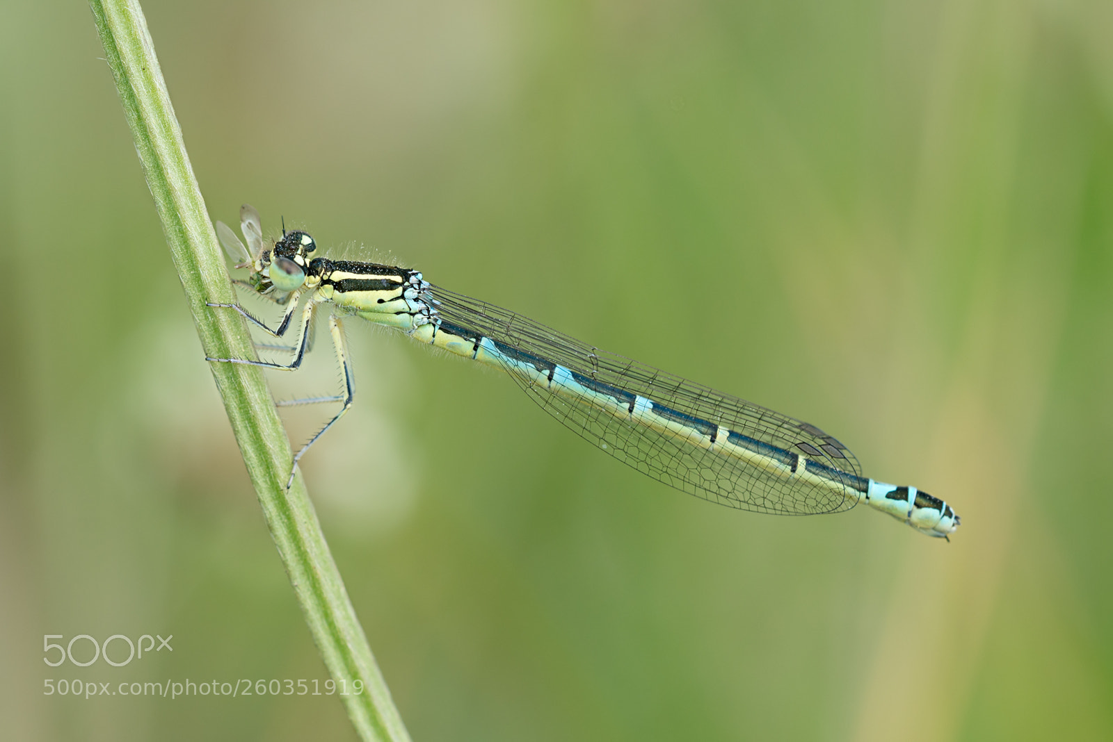 Nikon D800 sample photo. - coenagrion scitulum (m) - photography