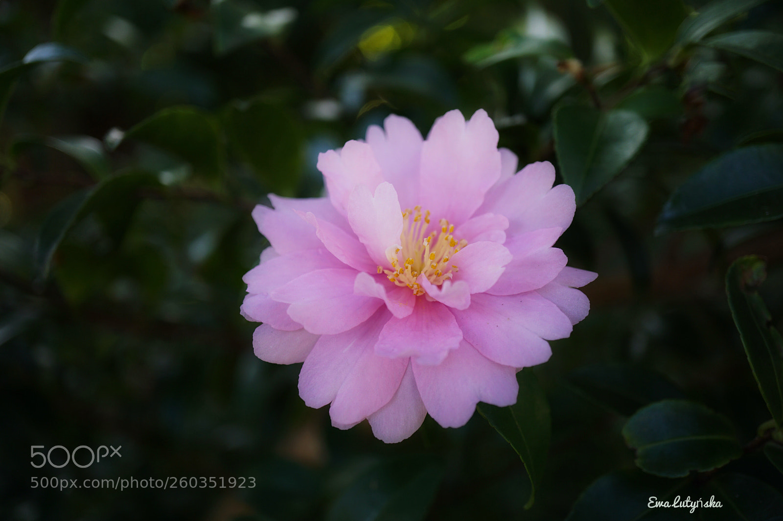Sony a6000 sample photo. Pink camellia  photography