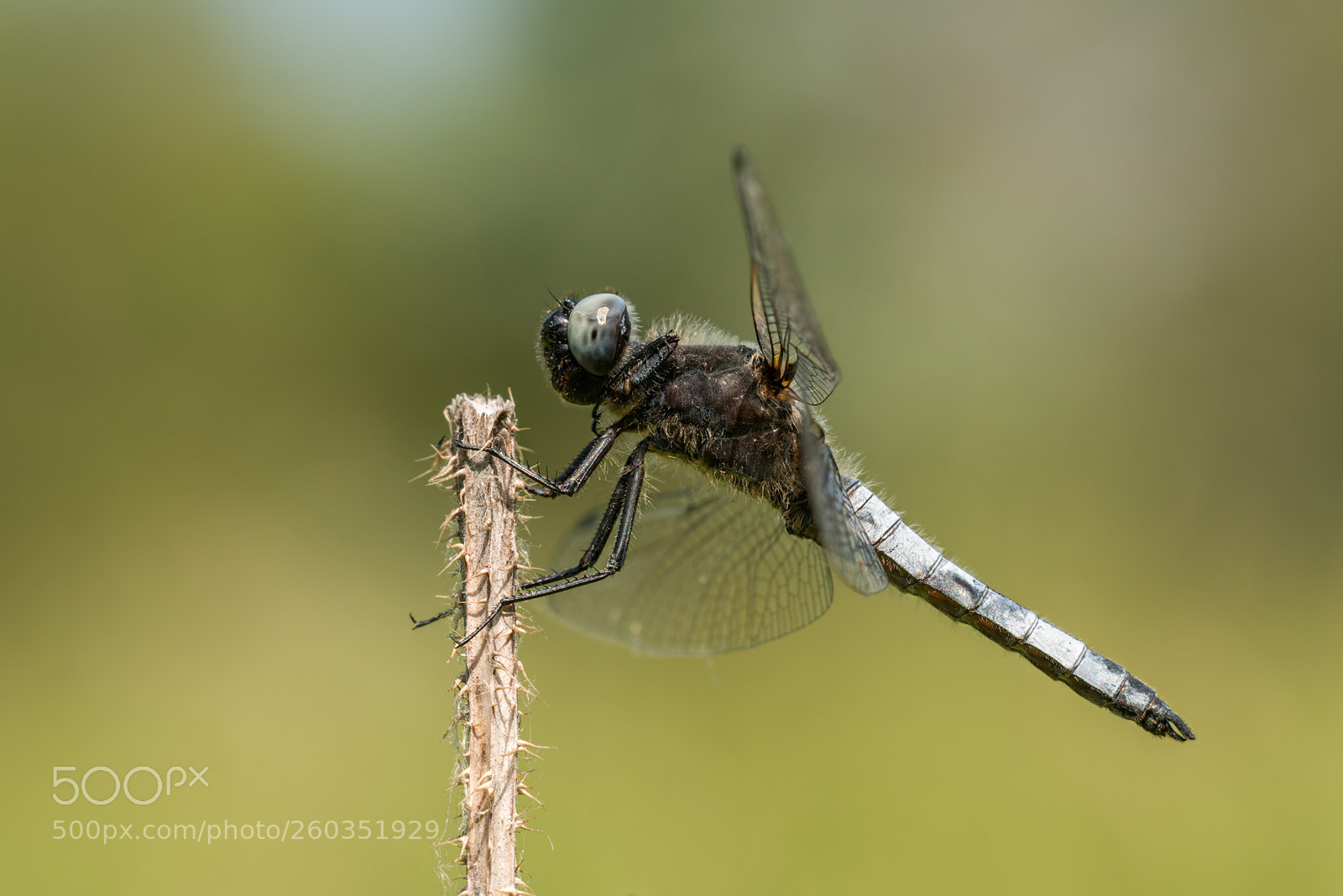 Nikon D800 sample photo. - libellula fulva - photography