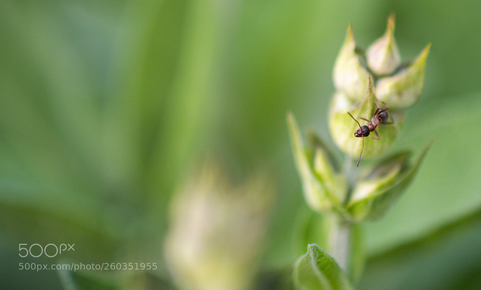 Nikon D7500 sample photo. Ant photography