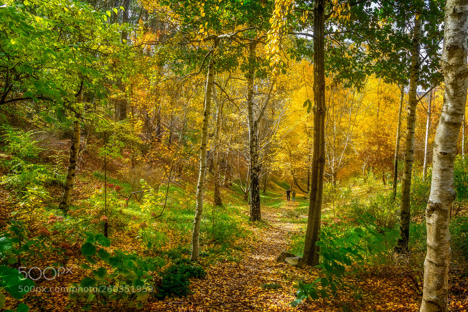 Canon EOS 60D sample photo. Follow the yellow leaf photography