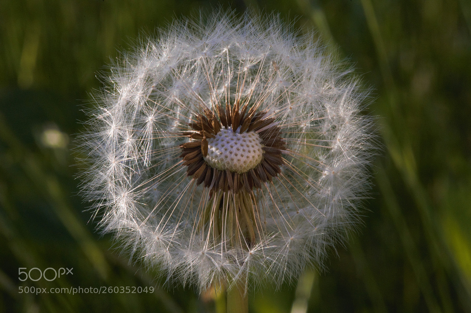 Canon EOS 6D sample photo. Dandelion seeds photography
