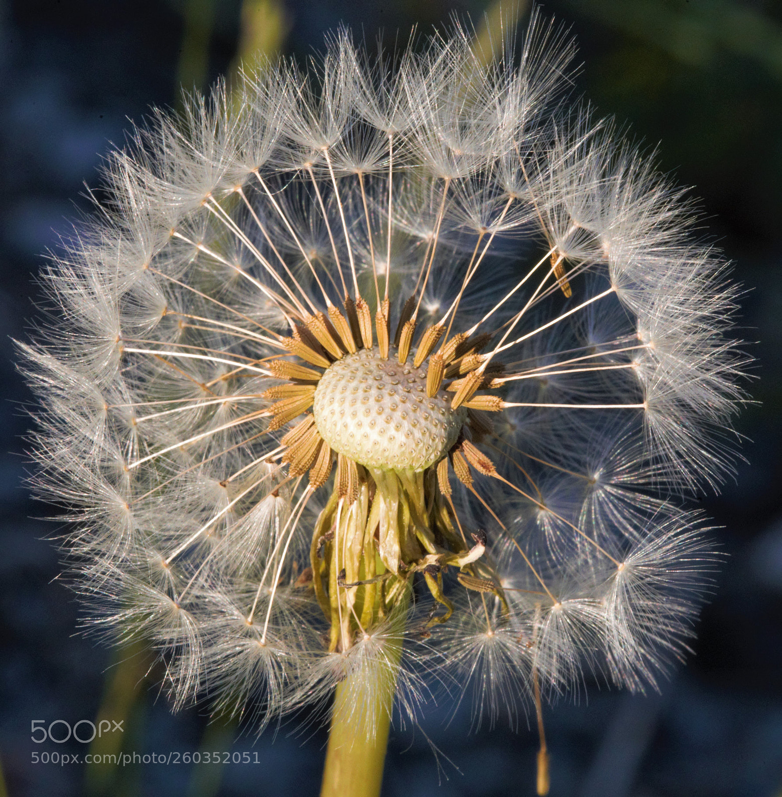 Canon EOS 6D sample photo. Dandelion seeds photography