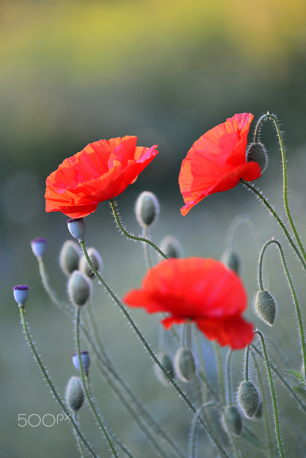 Tamron SP AF 180mm F3.5 Di LD (IF) Macro sample photo. Poppy photography