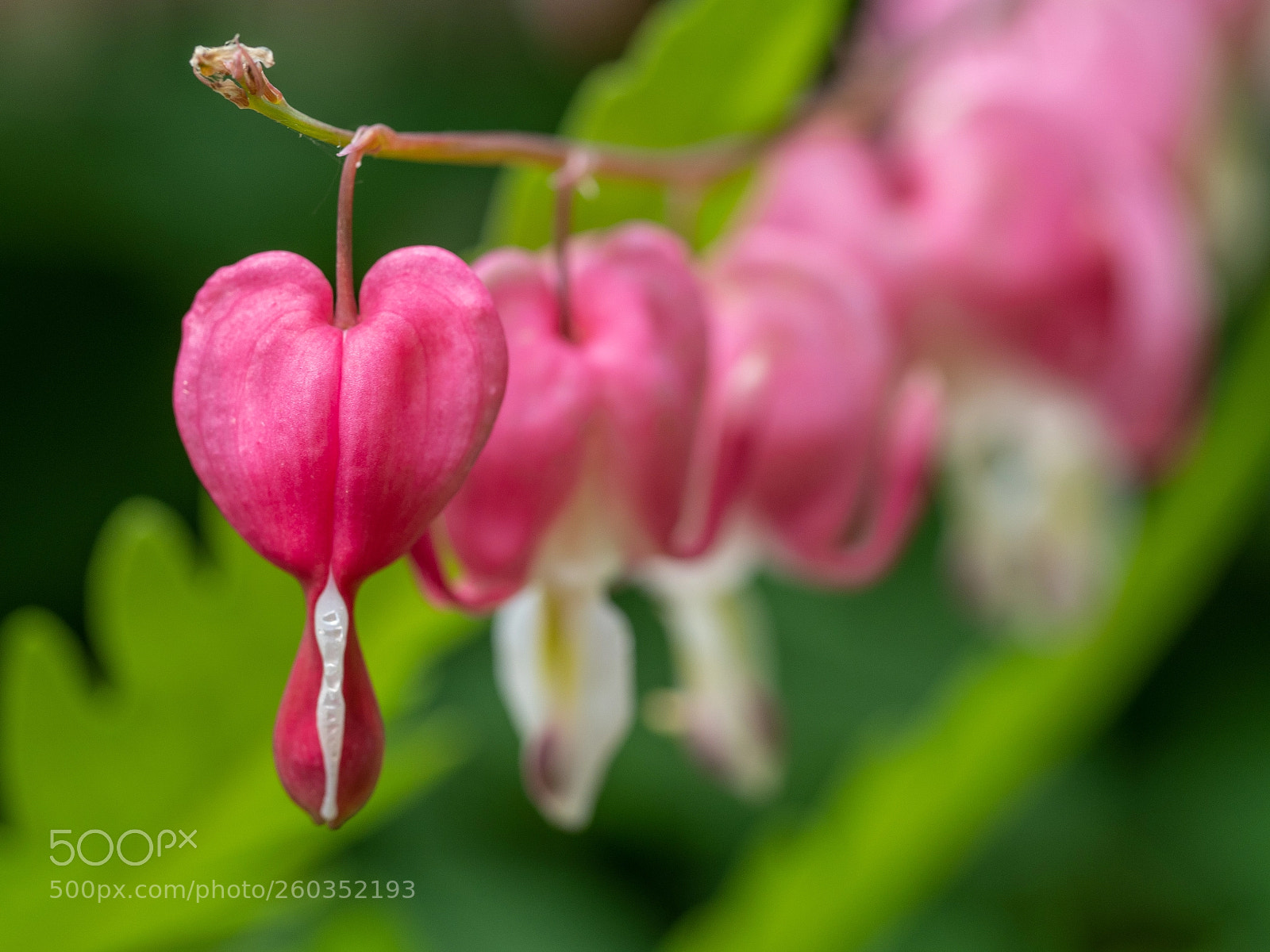 Olympus OM-D E-M1 Mark II sample photo. Bleeding heart photography