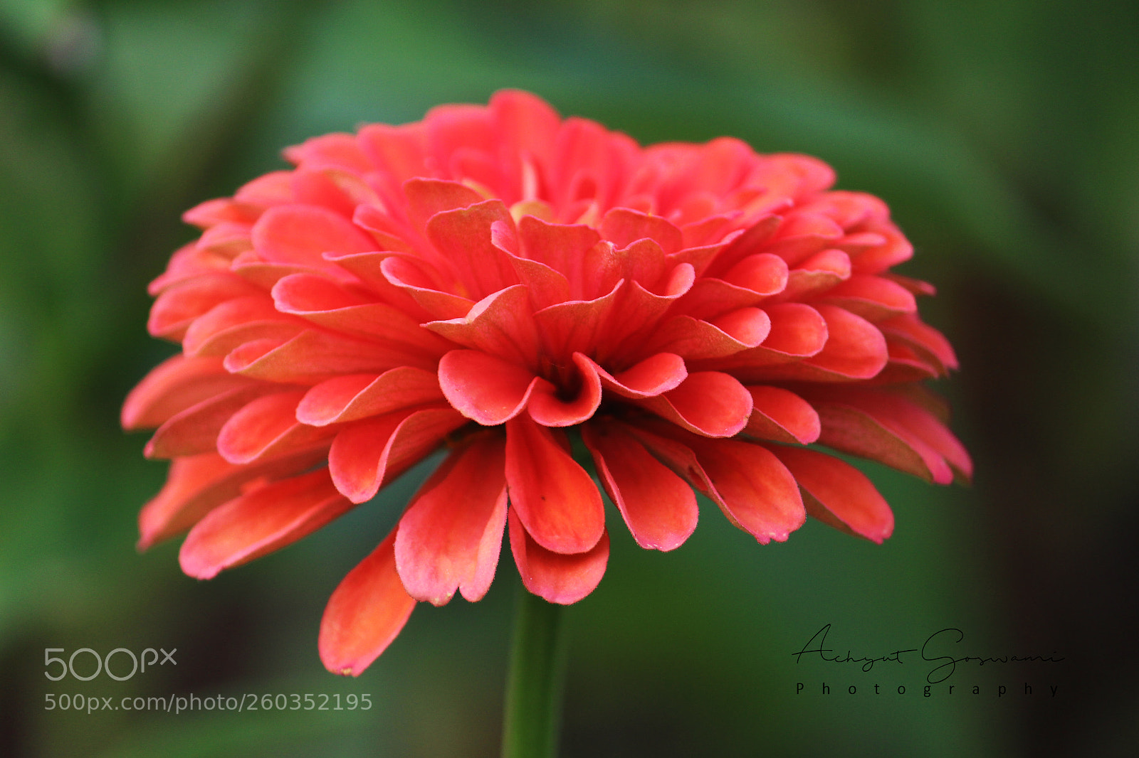 Canon EOS 700D (EOS Rebel T5i / EOS Kiss X7i) sample photo. Img photography