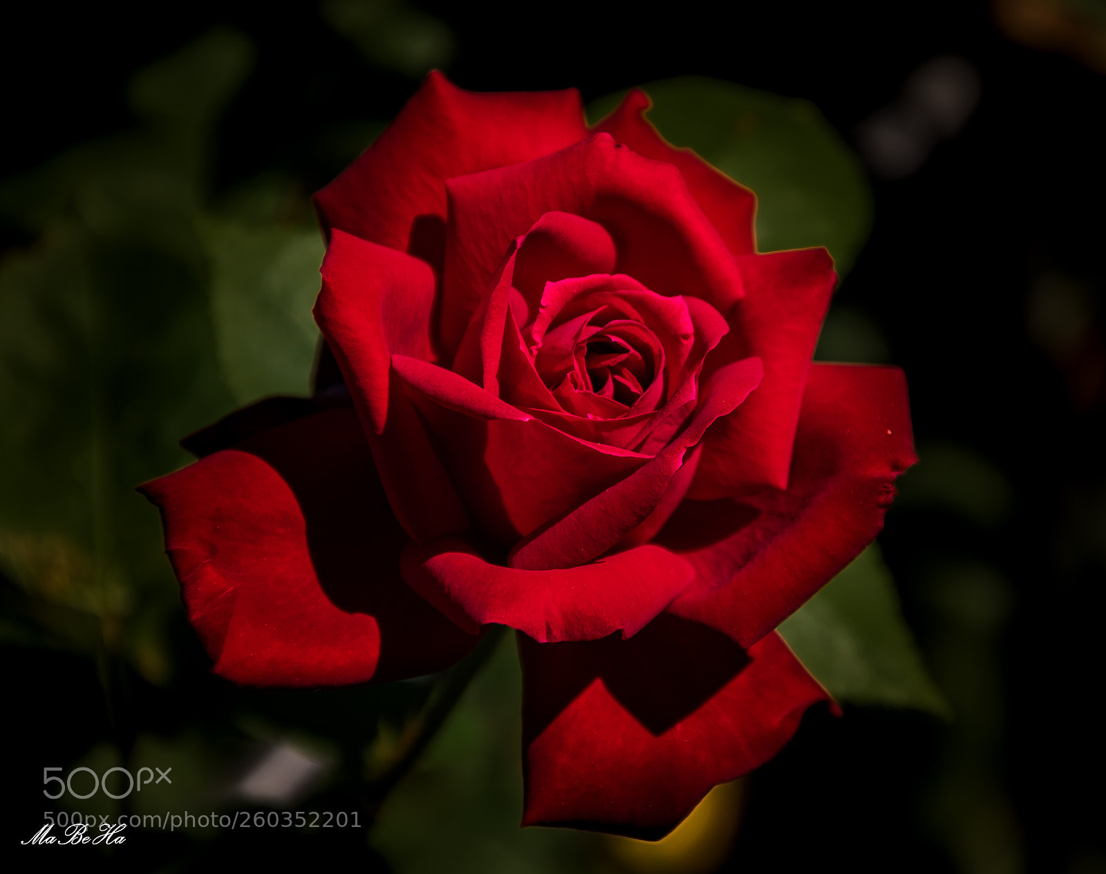 Nikon D5300 sample photo. Red rose photography