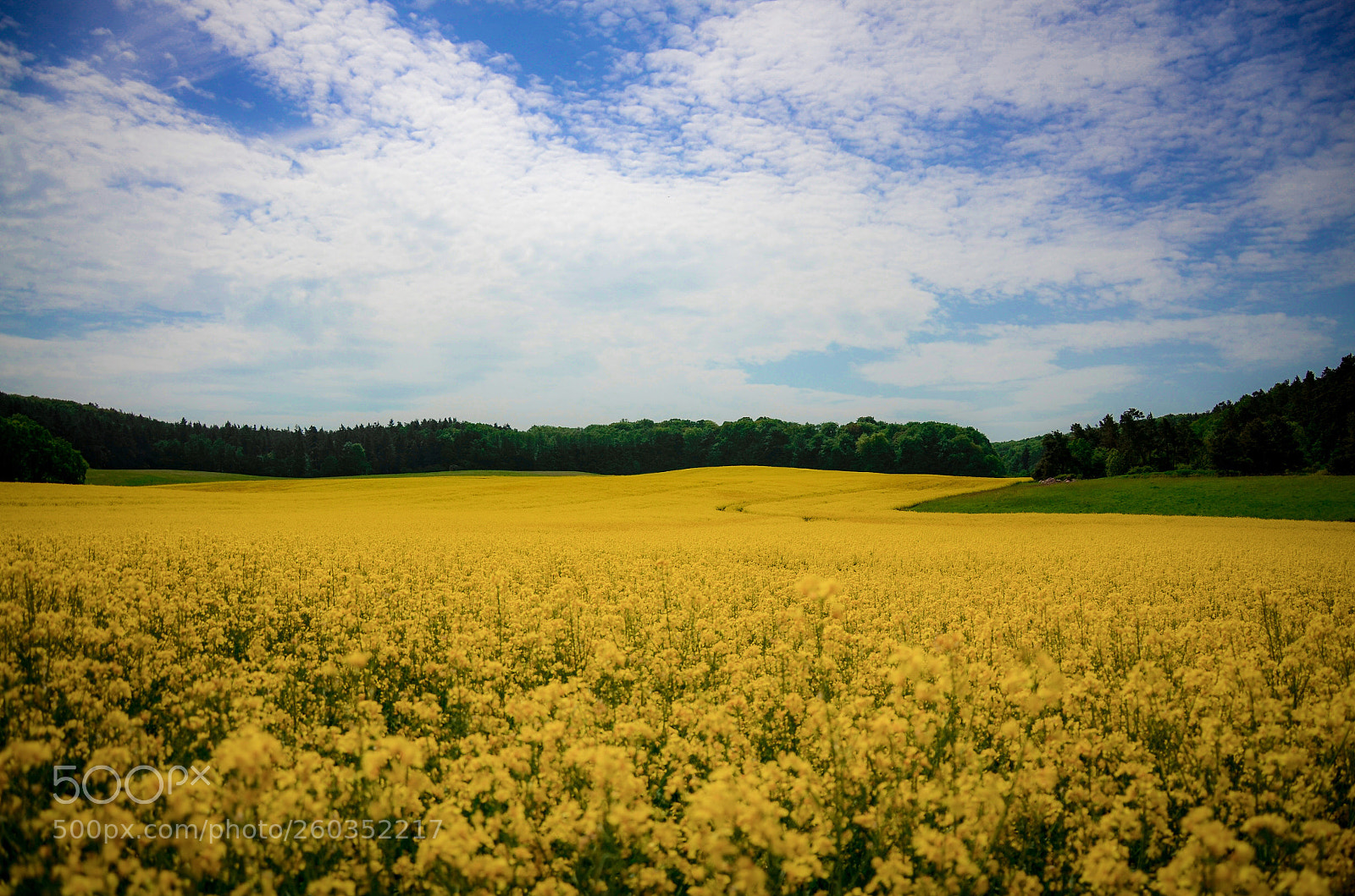 Nikon D7000 sample photo. Field of rape photography