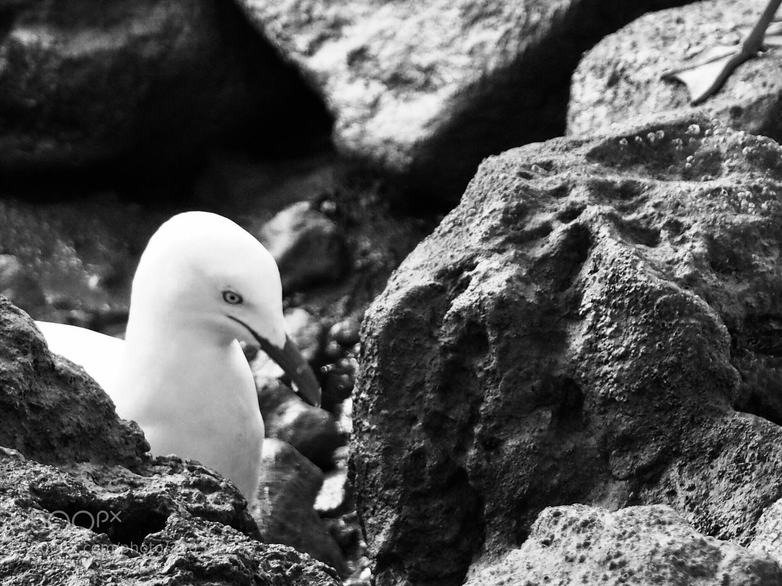 Olympus OM-D E-M10 sample photo. Beaked and webbed photography
