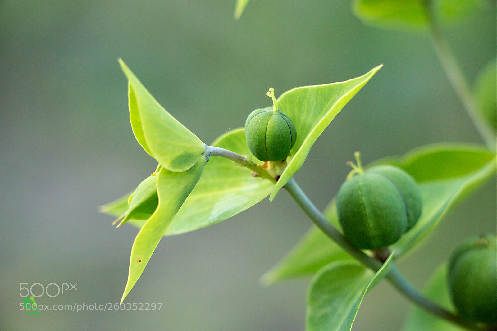 Canon EOS 70D sample photo. Green ball photography