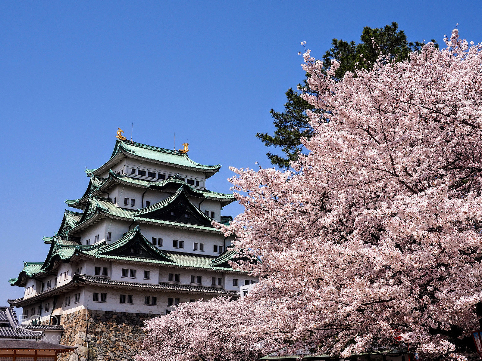 Olympus OM-D E-M10 II sample photo. Nagoya castle of reinforced photography