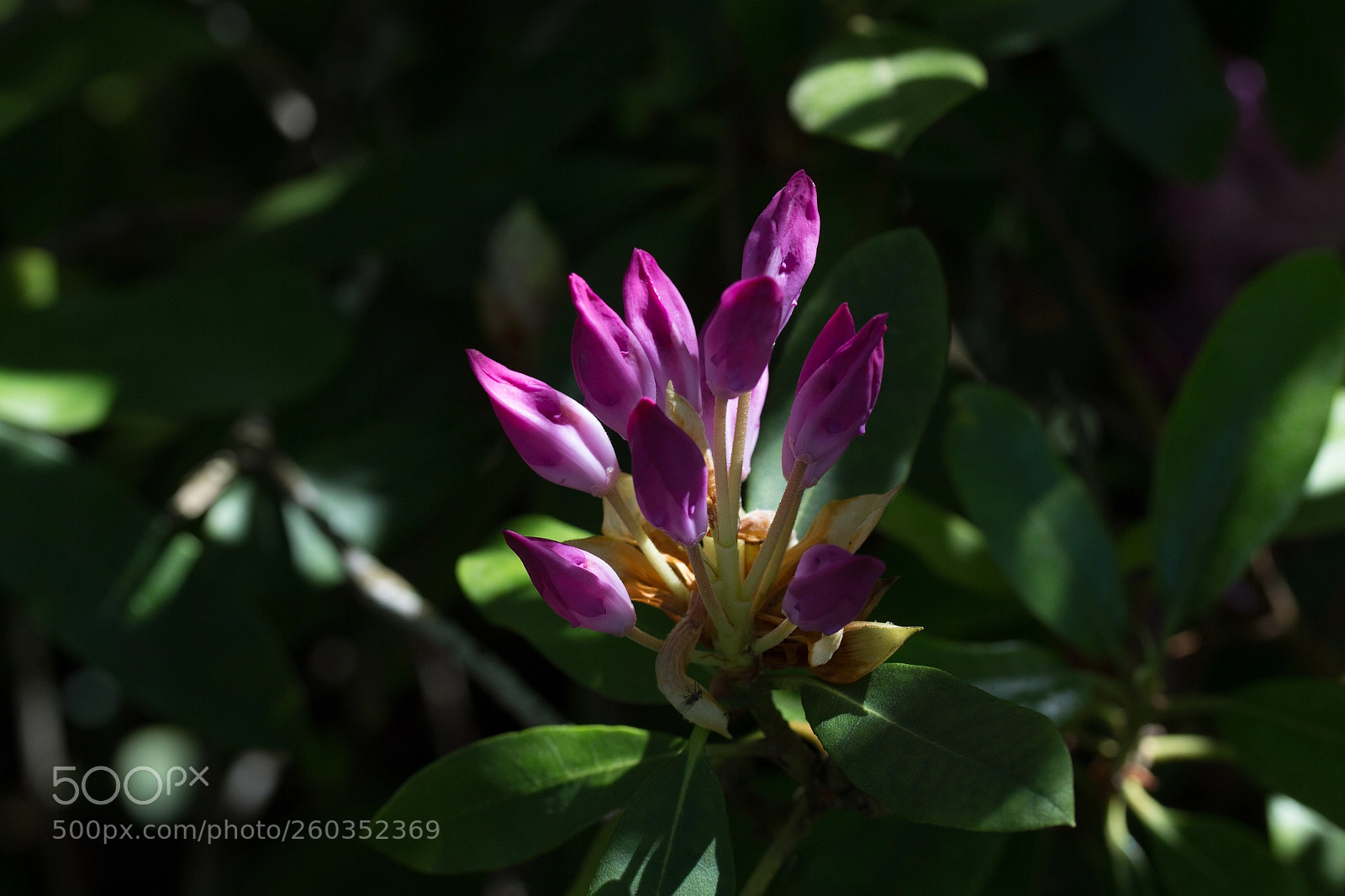 Canon EOS 700D (EOS Rebel T5i / EOS Kiss X7i) sample photo. Blossom photography