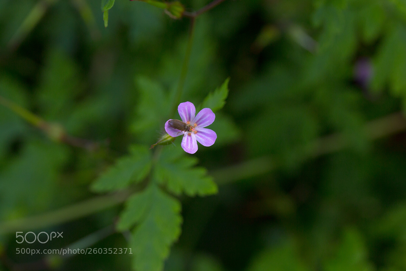 Canon EOS 700D (EOS Rebel T5i / EOS Kiss X7i) sample photo. Op bezoek photography