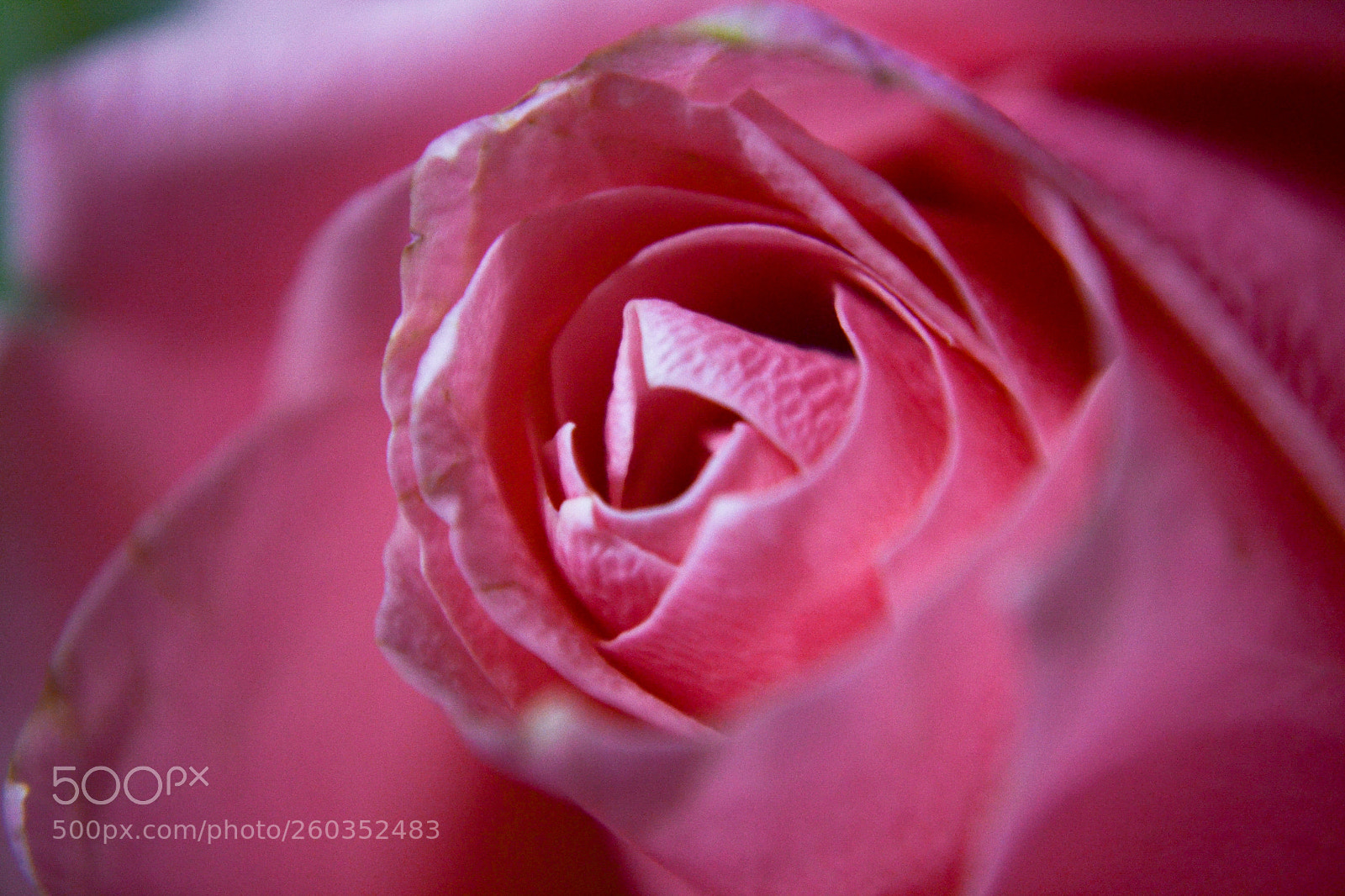 Nikon D3100 sample photo. Lovely rose photography