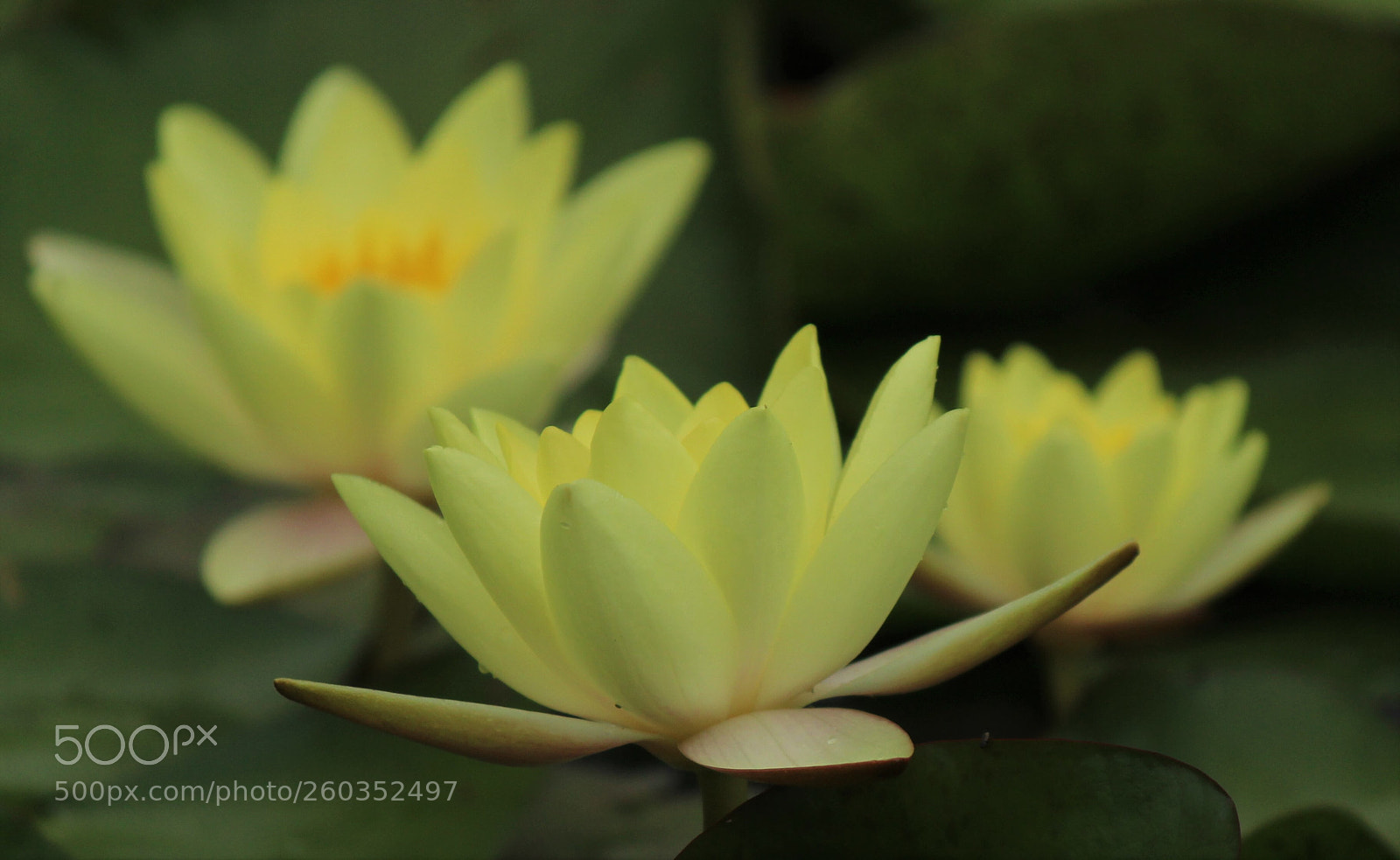 Canon EOS 600D (Rebel EOS T3i / EOS Kiss X5) sample photo. Yellow lelie photography