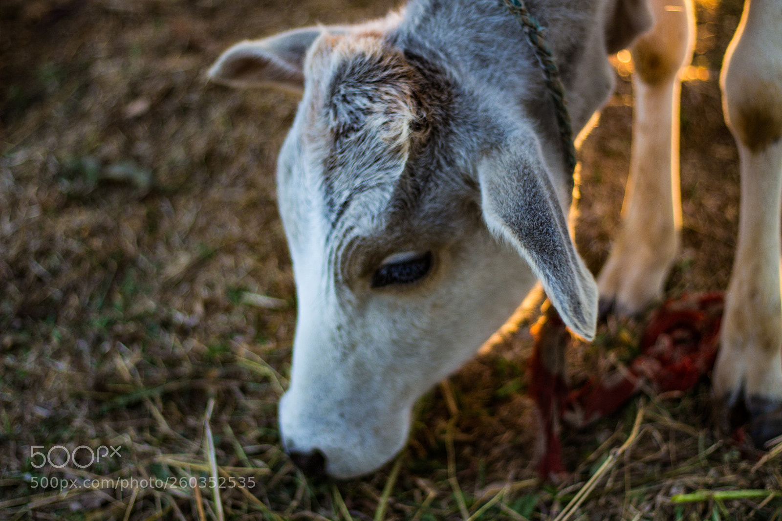 Canon EOS 700D (EOS Rebel T5i / EOS Kiss X7i) sample photo. An indian morning :) photography