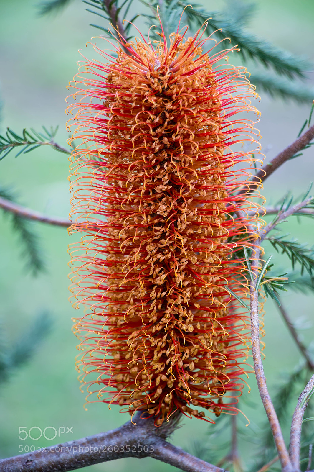 Canon EOS 7D Mark II sample photo. Banksia photography
