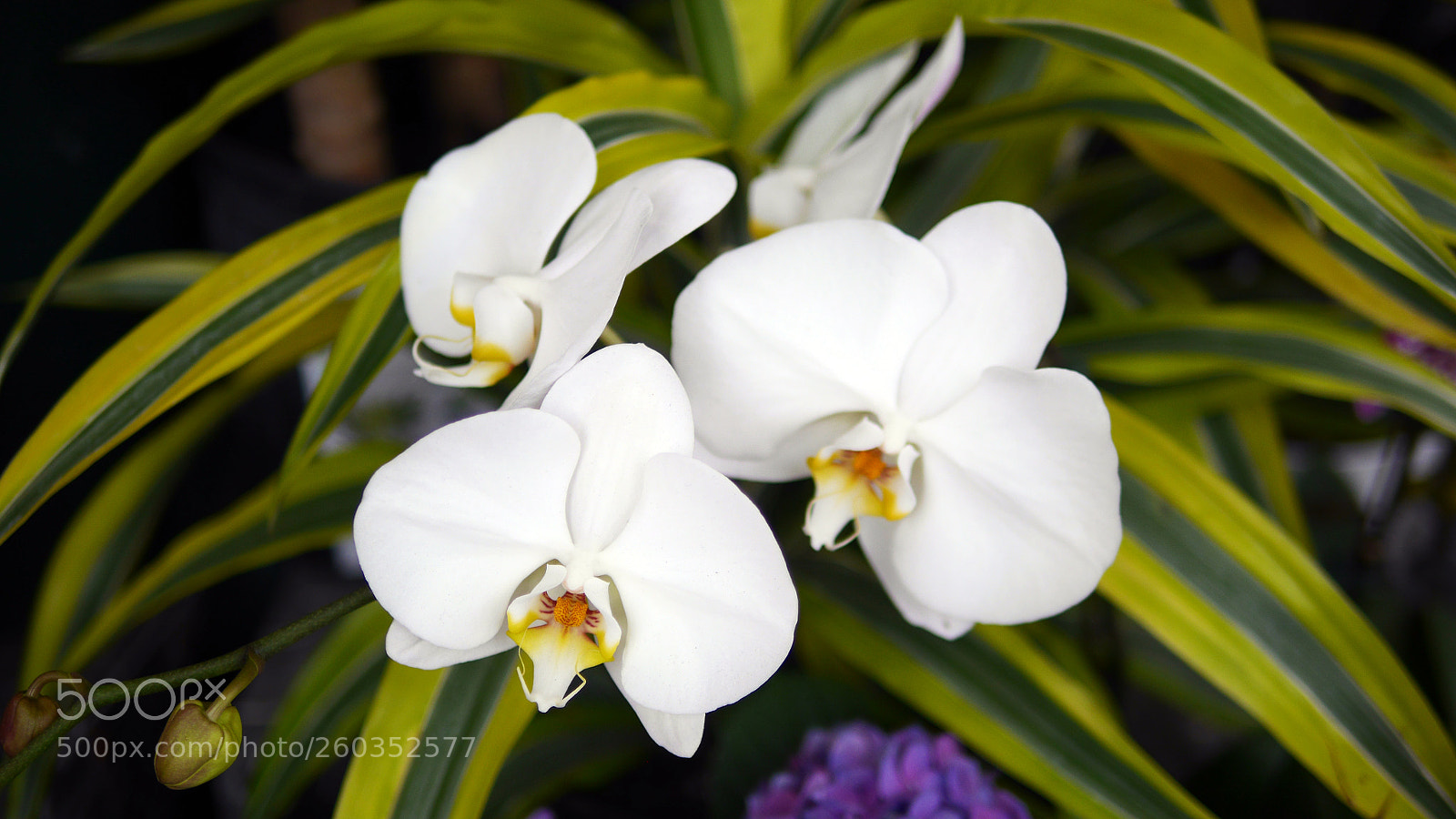 Panasonic Lumix DMC-GH3 sample photo. Orchids photography