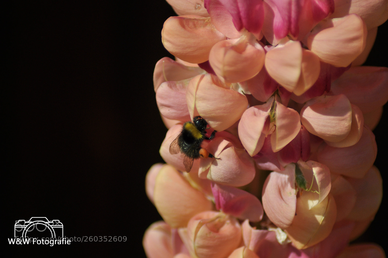Nikon D90 sample photo. Untitled photography