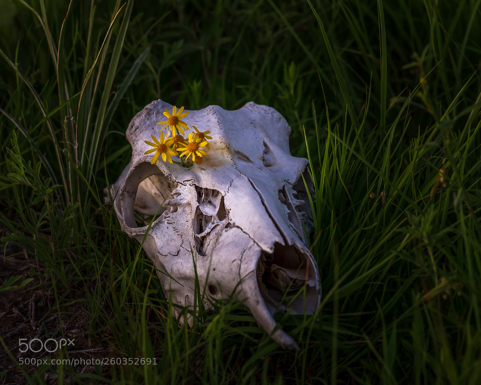 Nikon D750 sample photo. Remember photography