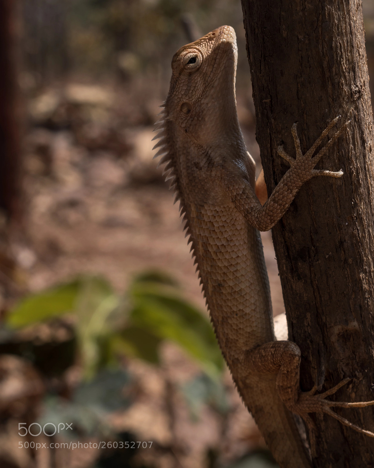 Nikon D5600 sample photo. Nature's naturals. photography