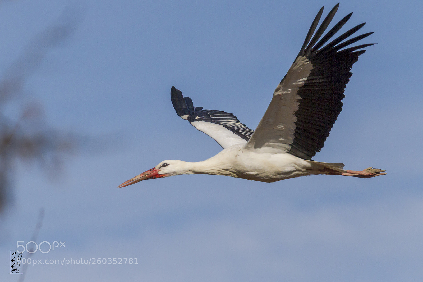 Canon EOS 7D sample photo. White stork photography