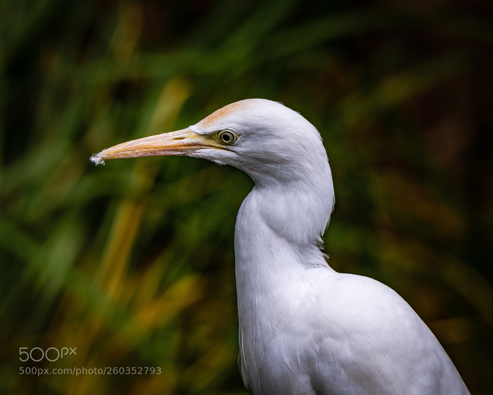 Nikon D7200 sample photo. Egret portrait photography