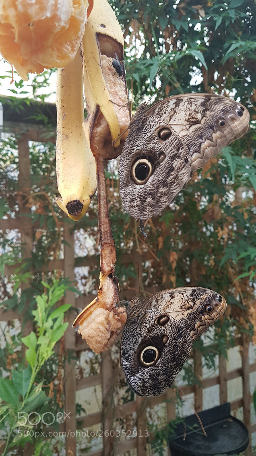 Samsung Galaxy S7 sample photo. Butterfly's photography